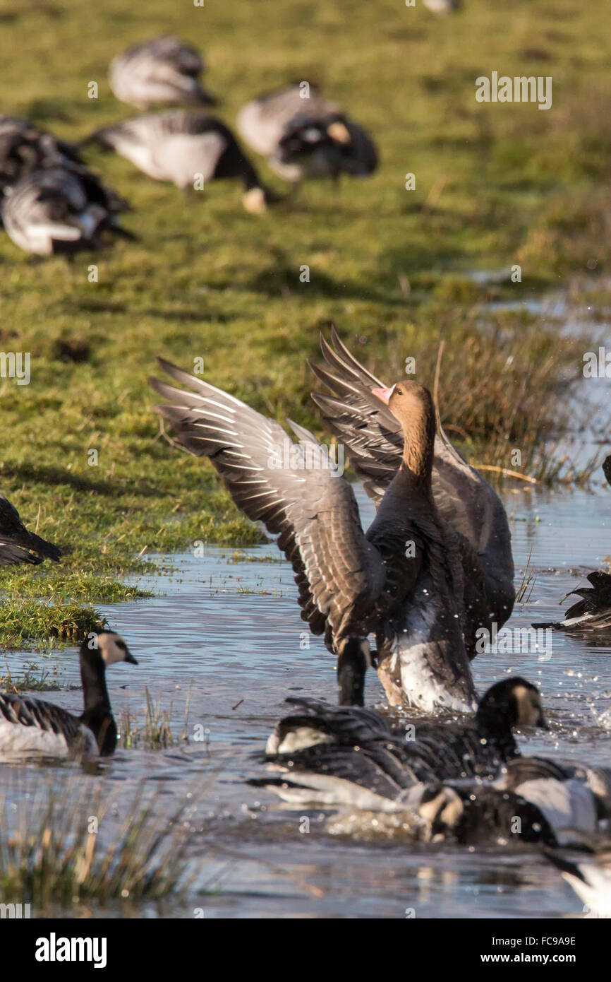 Netherlands, Putten, Arkemheen Polder, Barnacle goose, geese (Branta leucopsis) and Greylag or Graylag  goose (Anser anser) bathing. Stock Photo