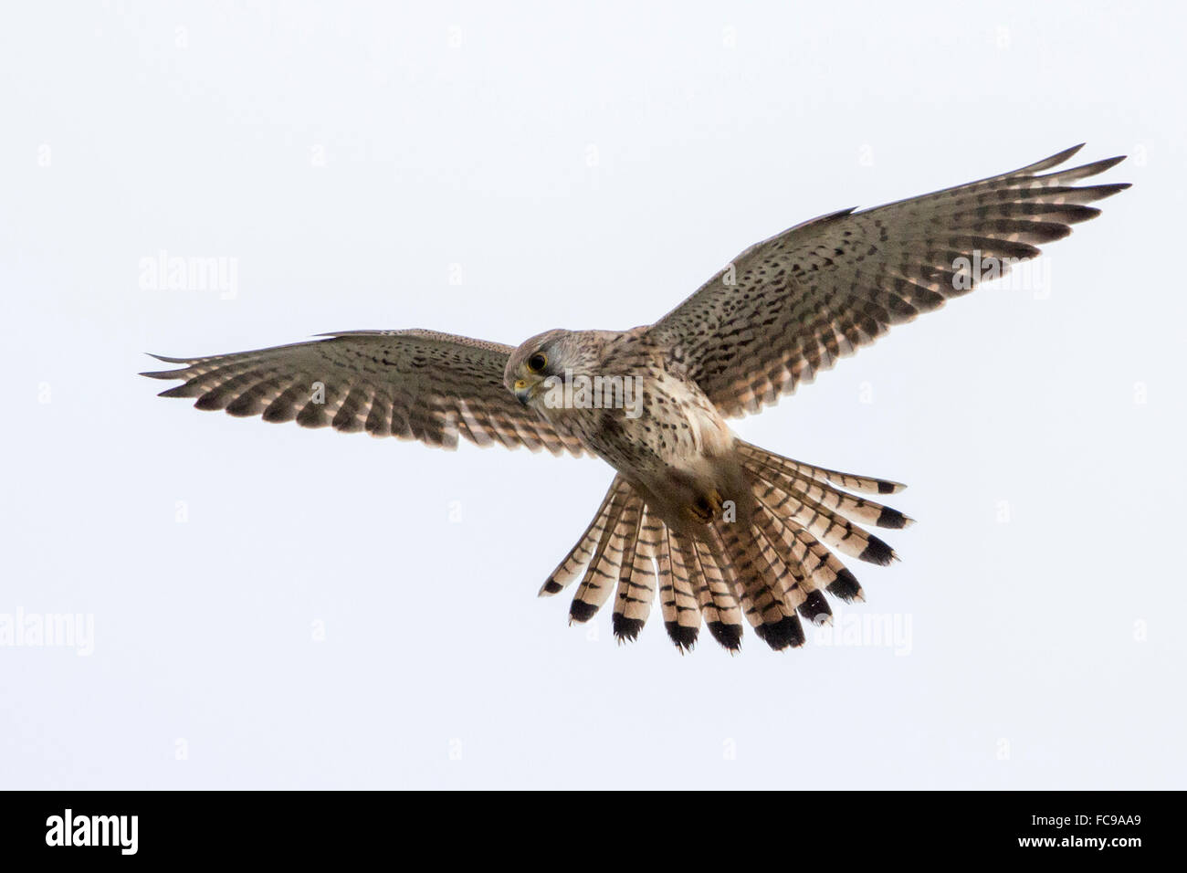 Netherlands, Nijkerk, Arkemheen Polder, Common kestrel (Falco tinnunculus) throwing up pellet Stock Photo