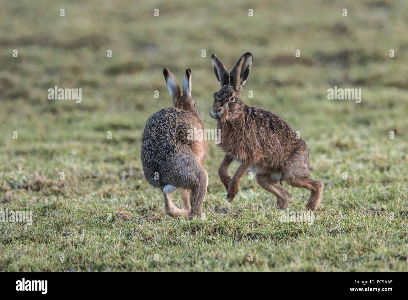 Netherlands, Nijkerk, Arkemheen Polder, Hares fighting during mating season Stock Photo