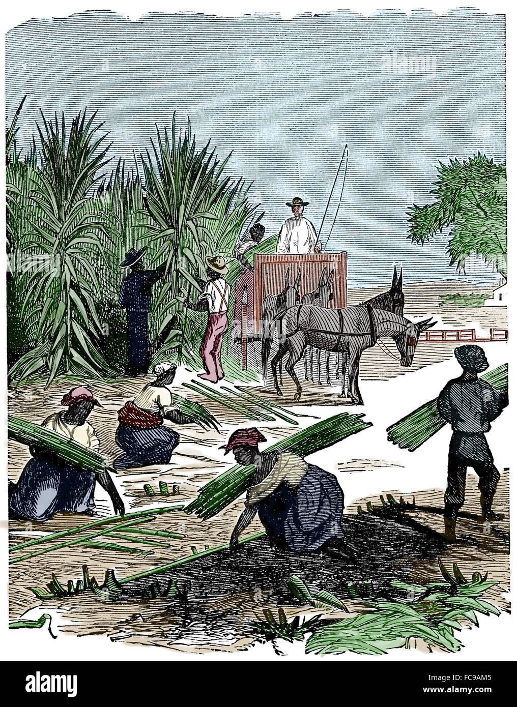 Harvesting sugarcane by hand. Engraving. Color, 19th century. Stock Photo