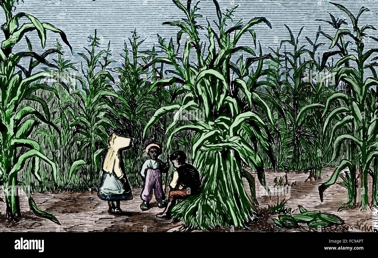 North America. Cultivation of sugarcane. Children. Engraving. 19th century. Color. Stock Photo