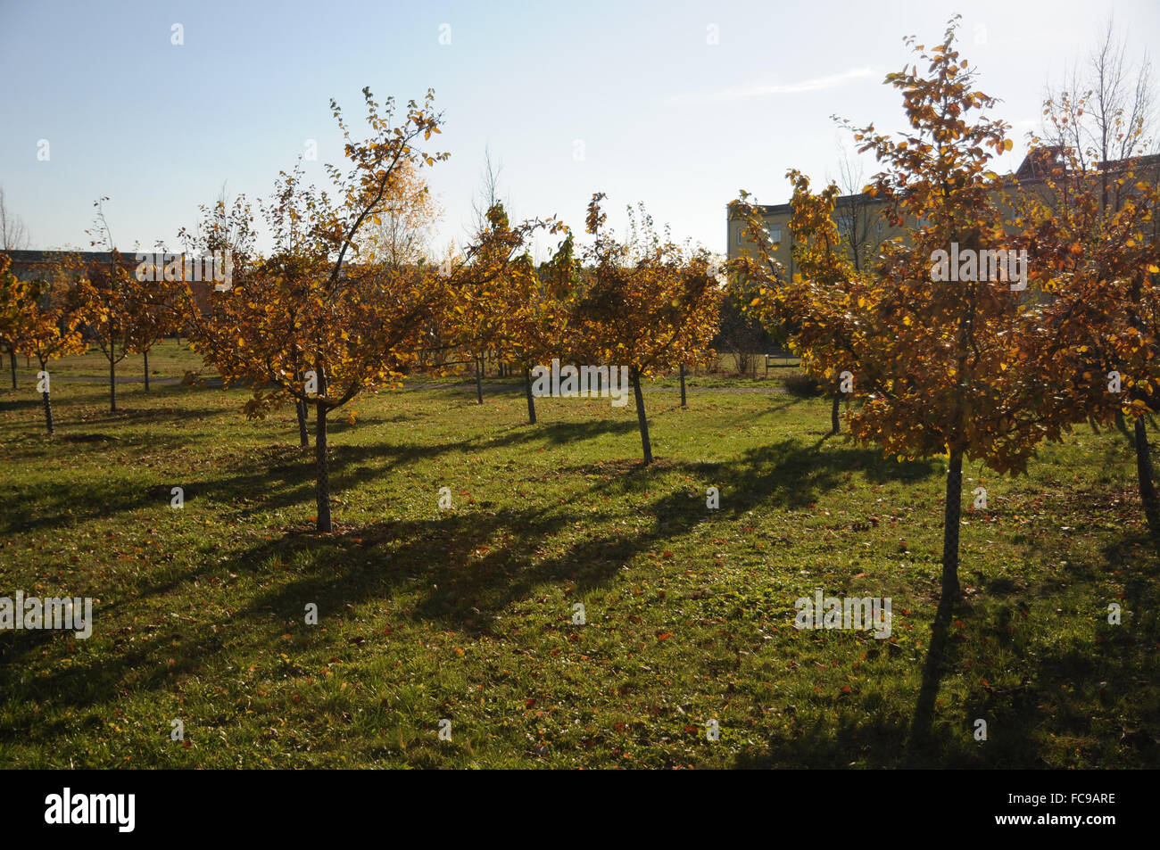 Quinceorchard Stock Photo Alamy