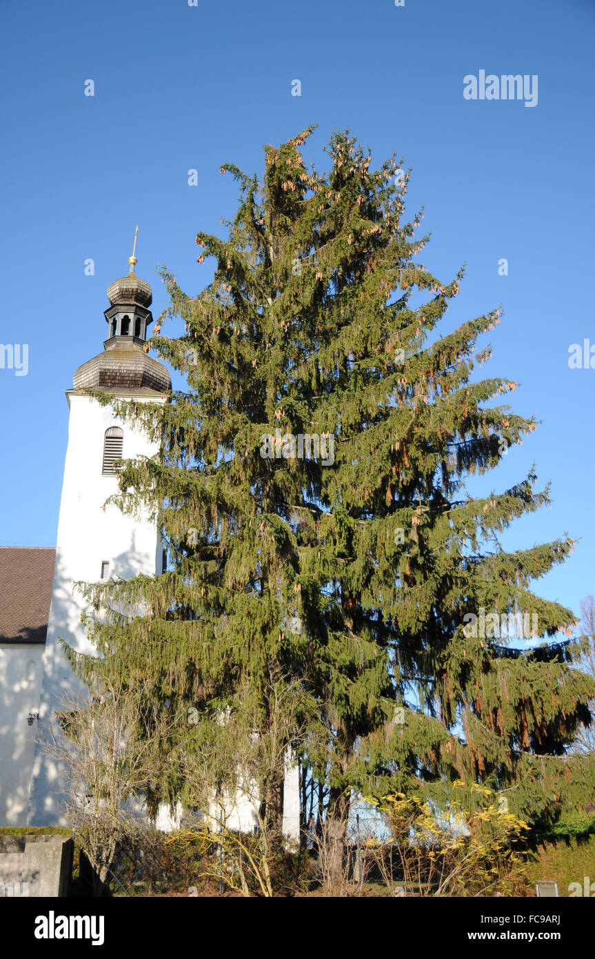 Spruce Stock Photo - Alamy
