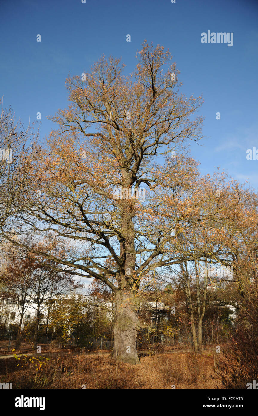 German oak Stock Photo Alamy