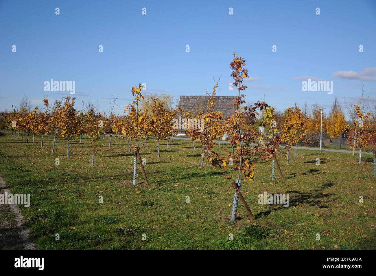 Quince orchard quince trees hires stock photography and images Alamy