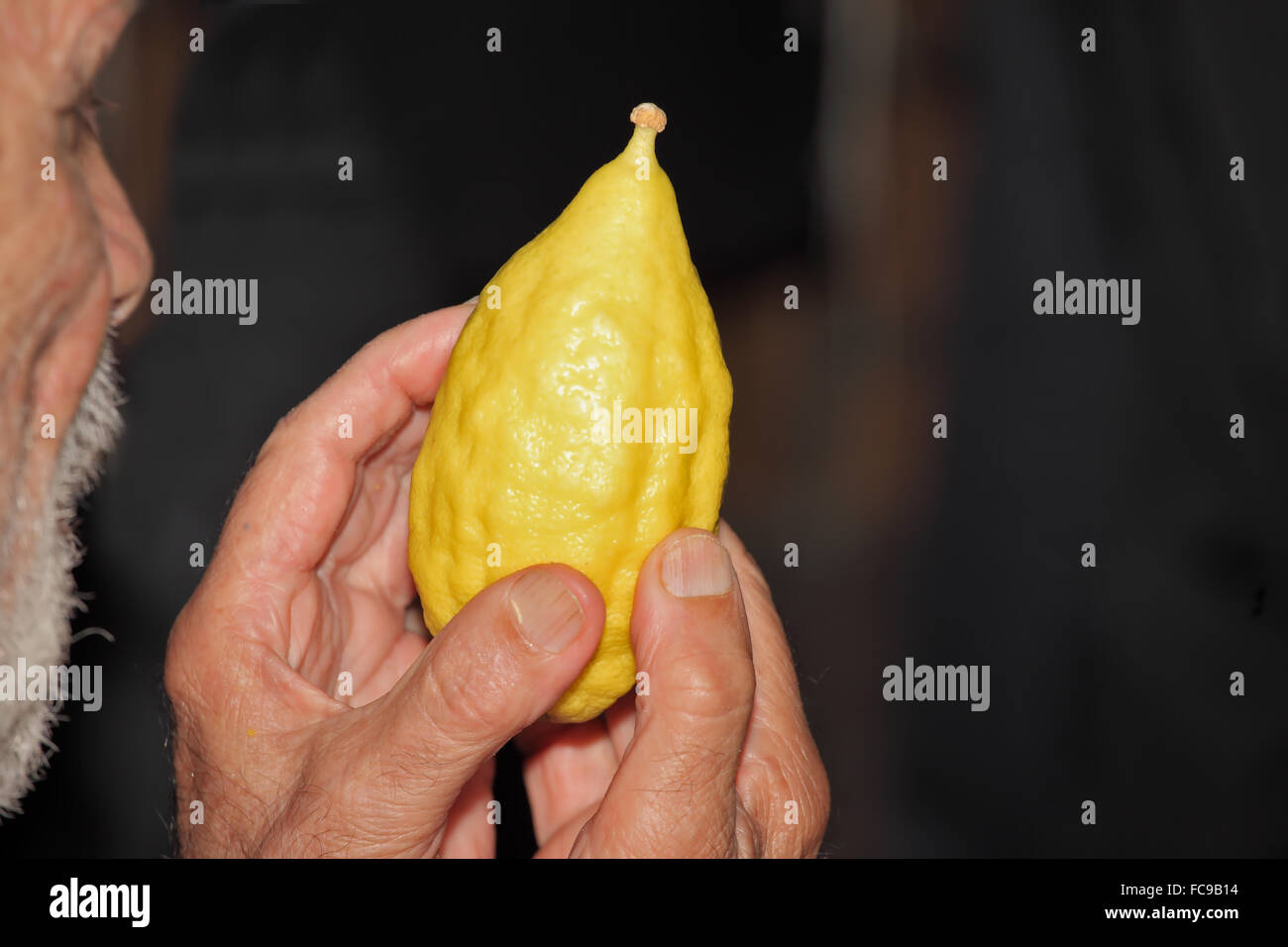 The older man picks citrus Stock Photo