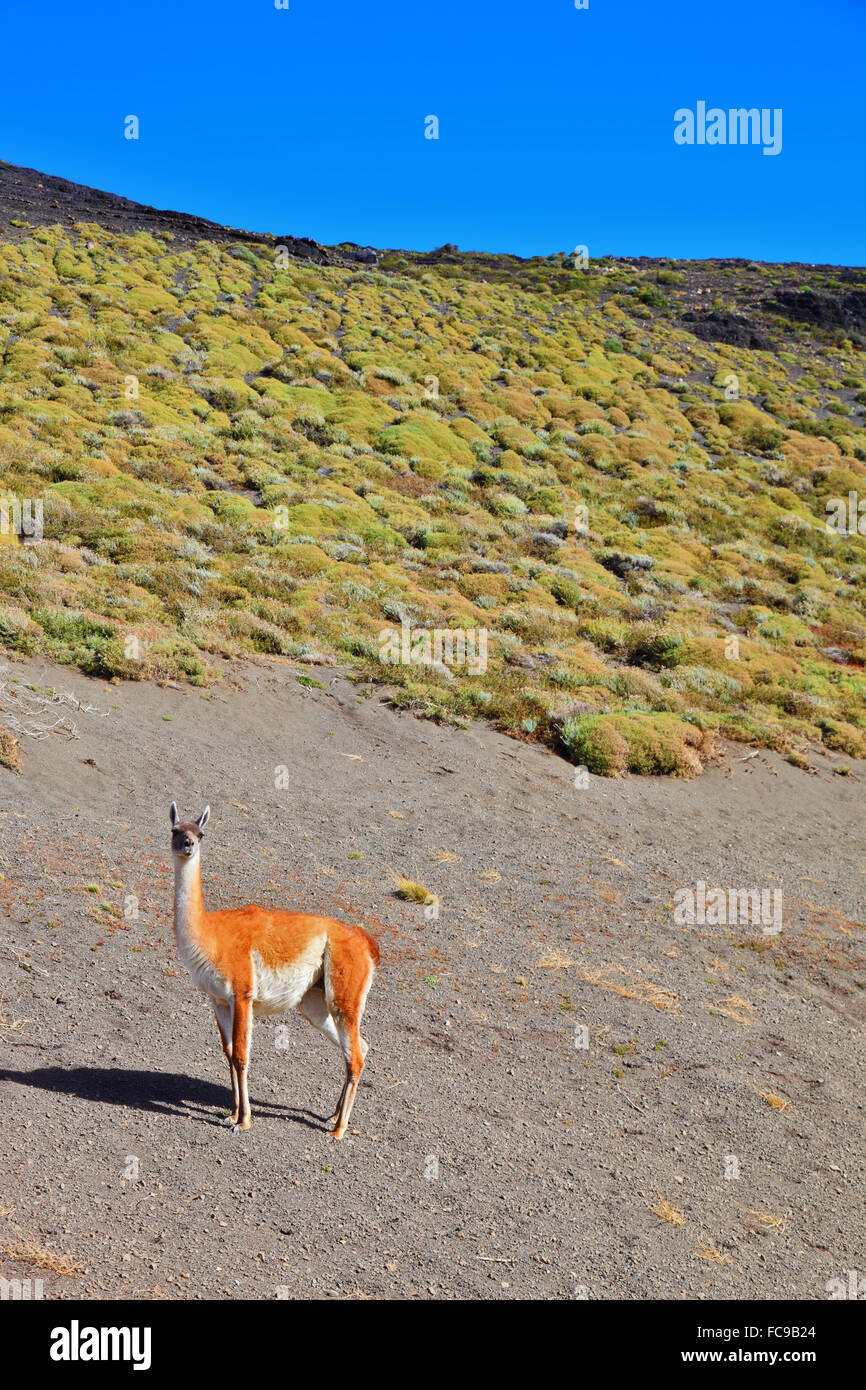 The guanaco -  small camel Stock Photo