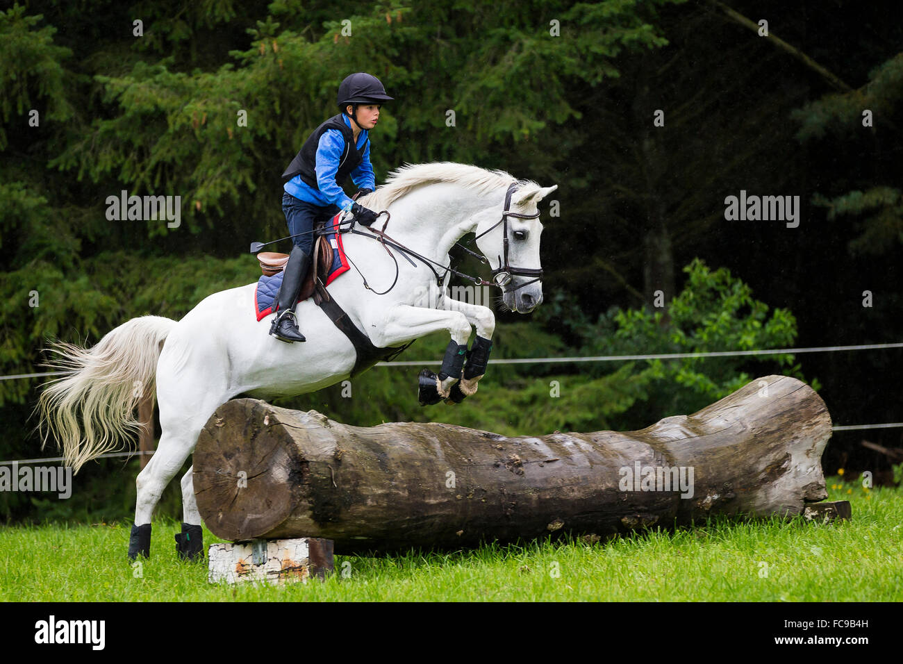 German Riding Pony. Boy on a gray gelding negotiating an obstacle during a cross-country ride. Germany Stock Photo