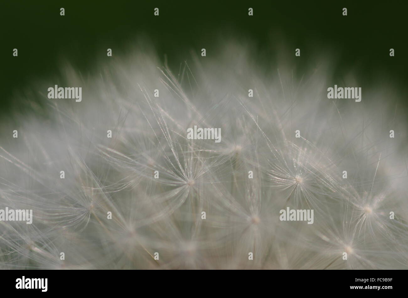 Dandelions - Flight screens Stock Photo