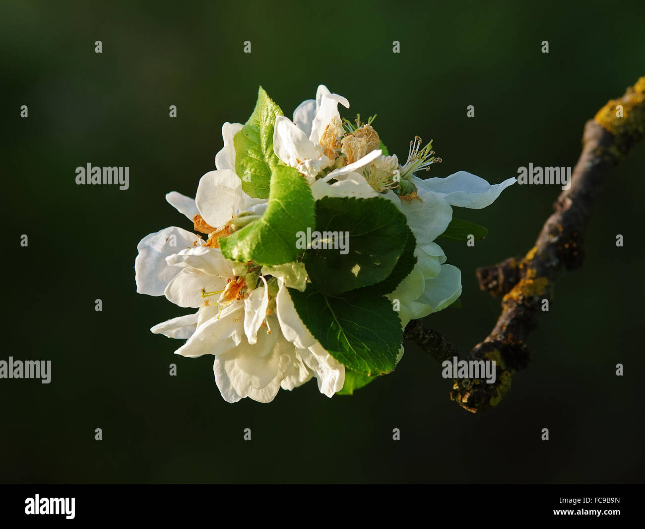 Appletree blossoms Stock Photo Alamy