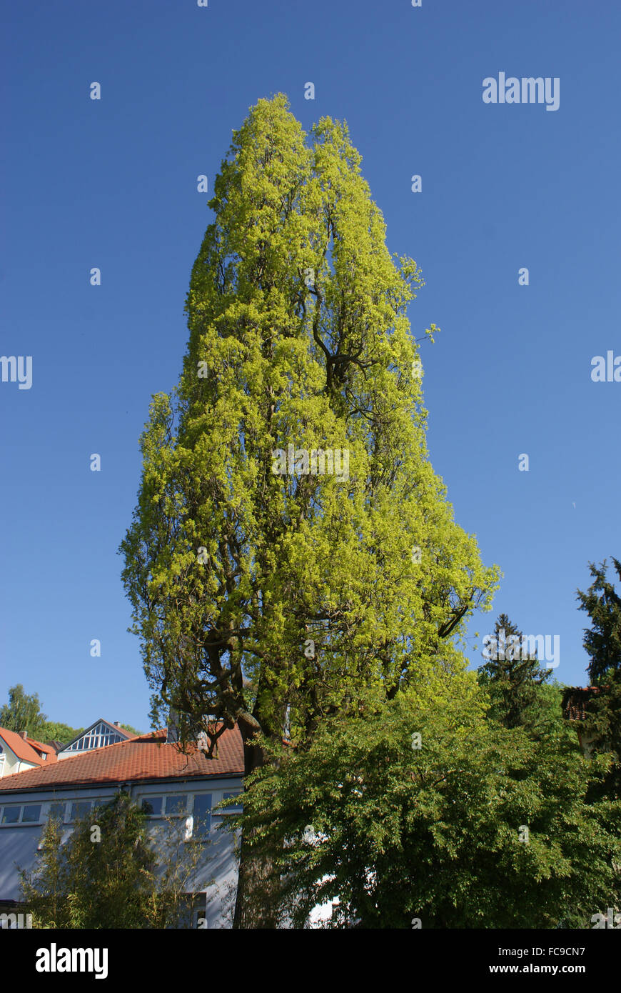 Fastigiate oak Stock Photo