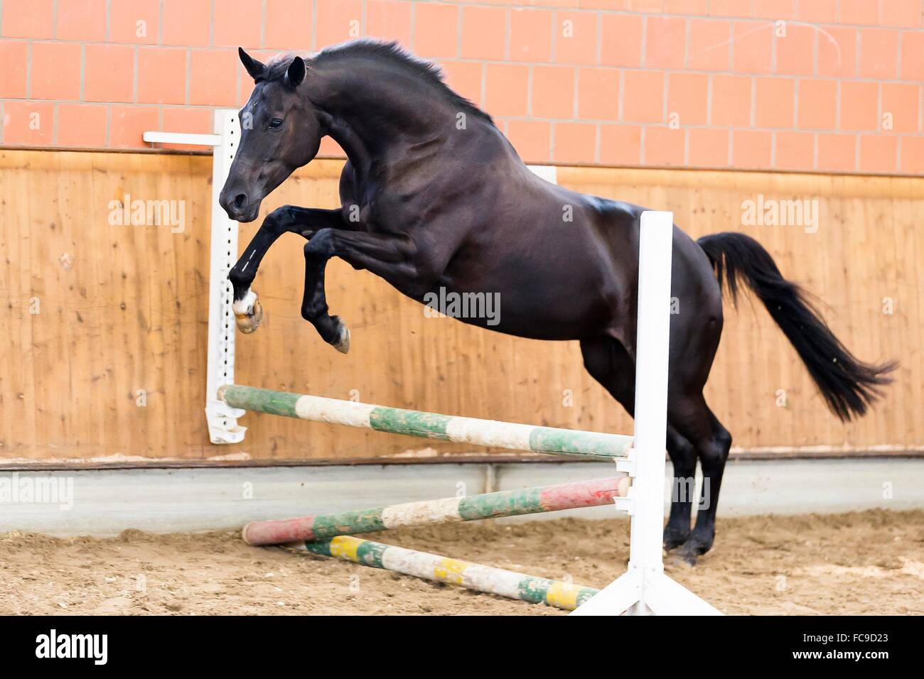 Loose jumping in a riding hall. Germany. Germany Stock Photo