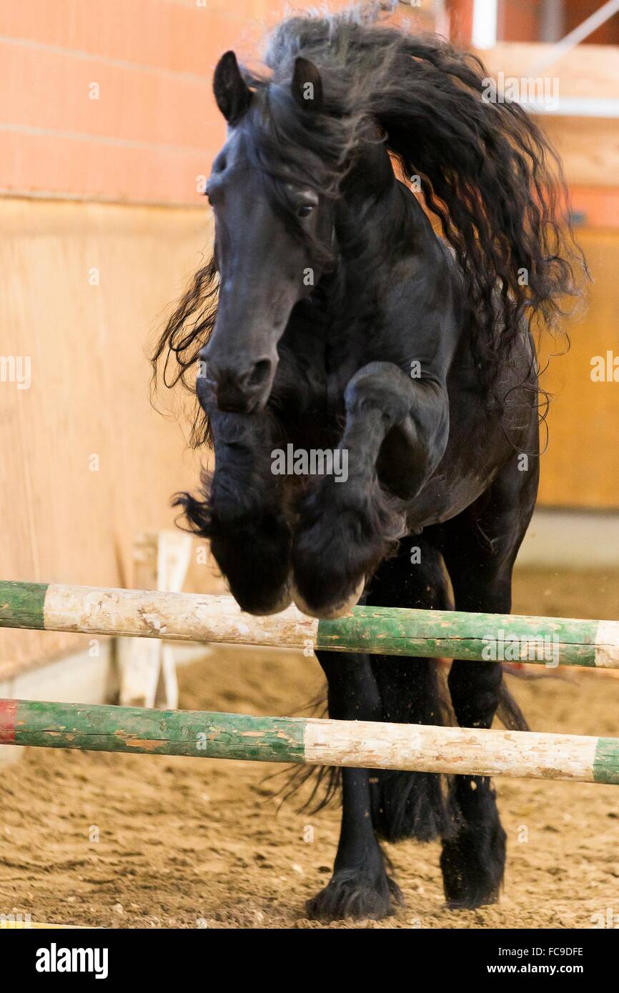 Frisian Horse. Black gelding loose jumping in a riding hall. Germany. Germany Stock Photo