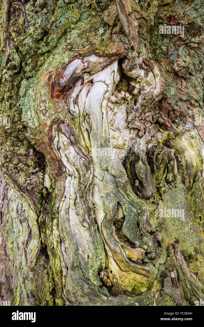 Netherlands, Wageningen, Nature reserve De Blauwe Kamer. Trunk of old birch tree Stock Photo