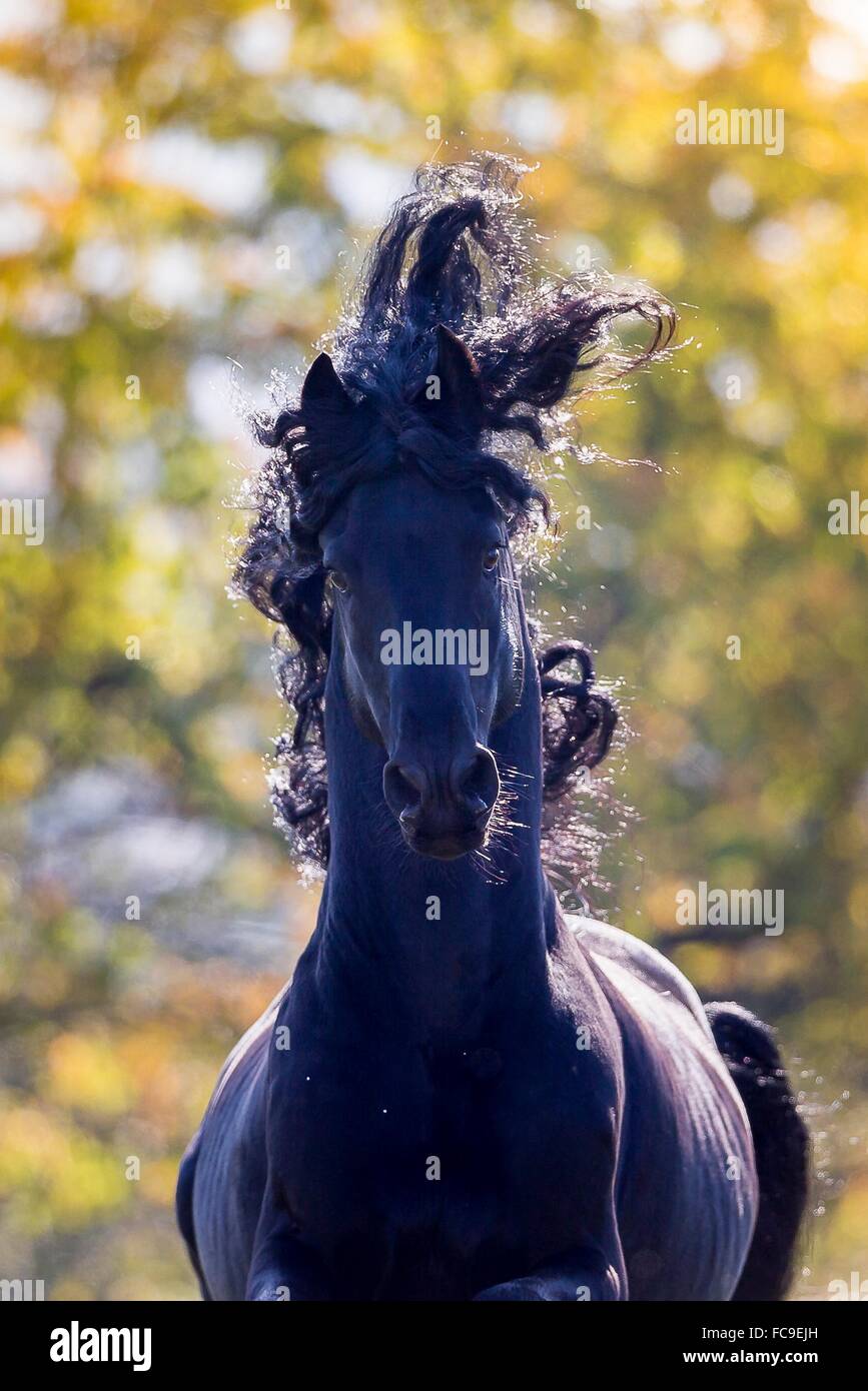 Friese. Portraet des Hengstes Sietze mit fliegender Maehne| Frisian Horse. Portrait of black stallion in autumn, with mane Stock Photo