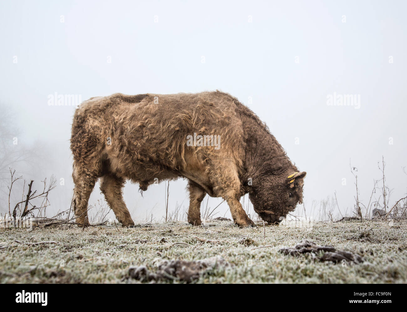 Netherlands, Ooij, Ooijpolder, Nature Reserve Gelderse Poort. Area called Bisonbaai. Winter. Galloway bull Stock Photo