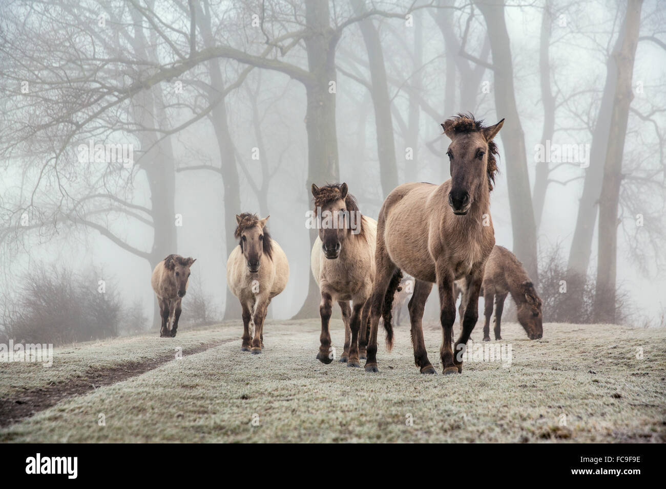 Netherlands, Ooij, Ooijpolder, Nature Reserve Gelderse Poort. Area called Bisonbaai. Winter. Konik horses Stock Photo
