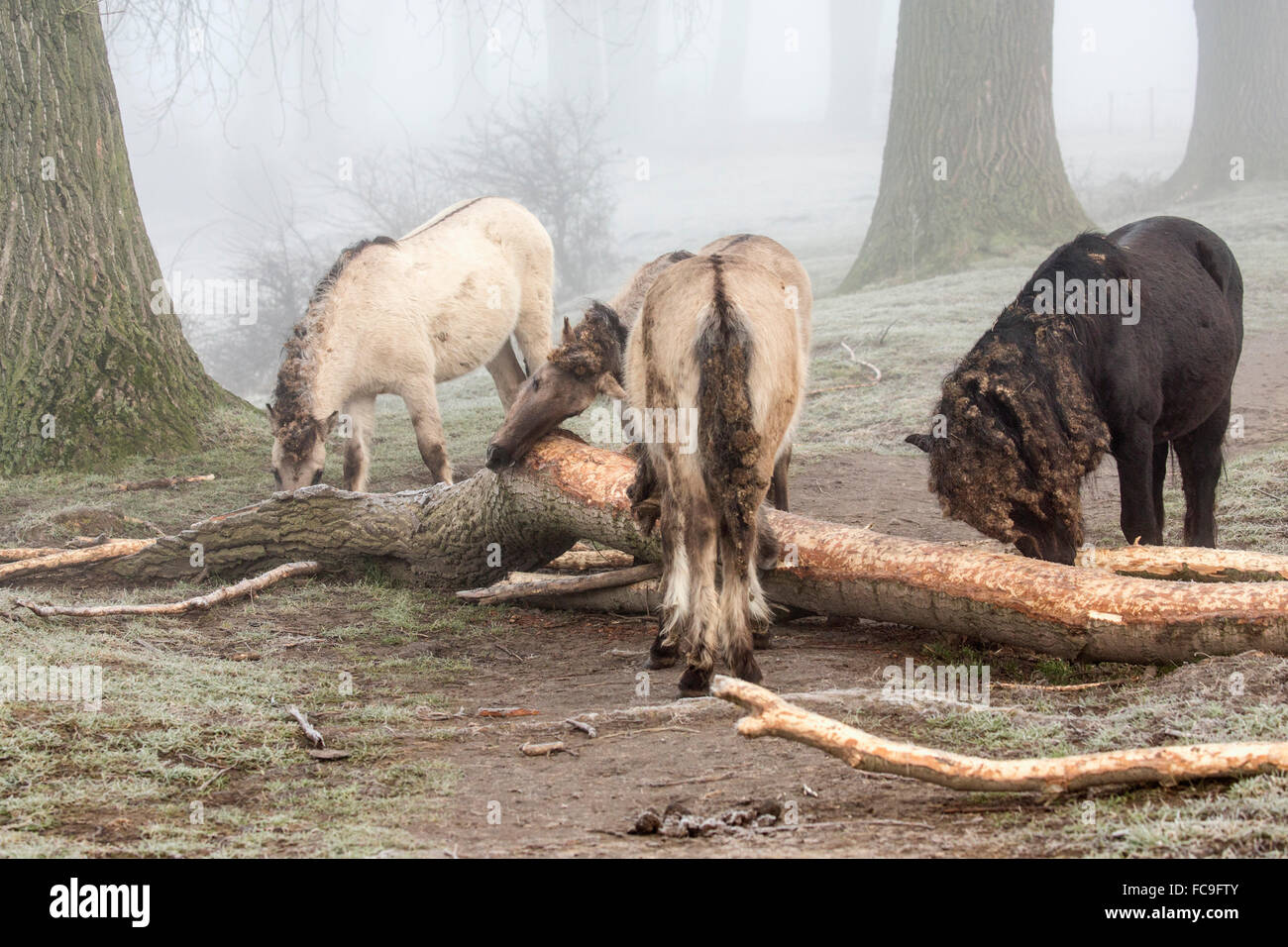 Netherlands, Ooij, Ooijpolder, Nature Reserve Gelderse Poort. Area