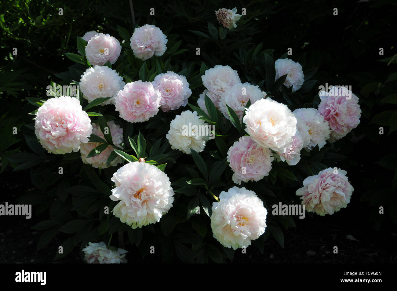 Chinese peony Stock Photo