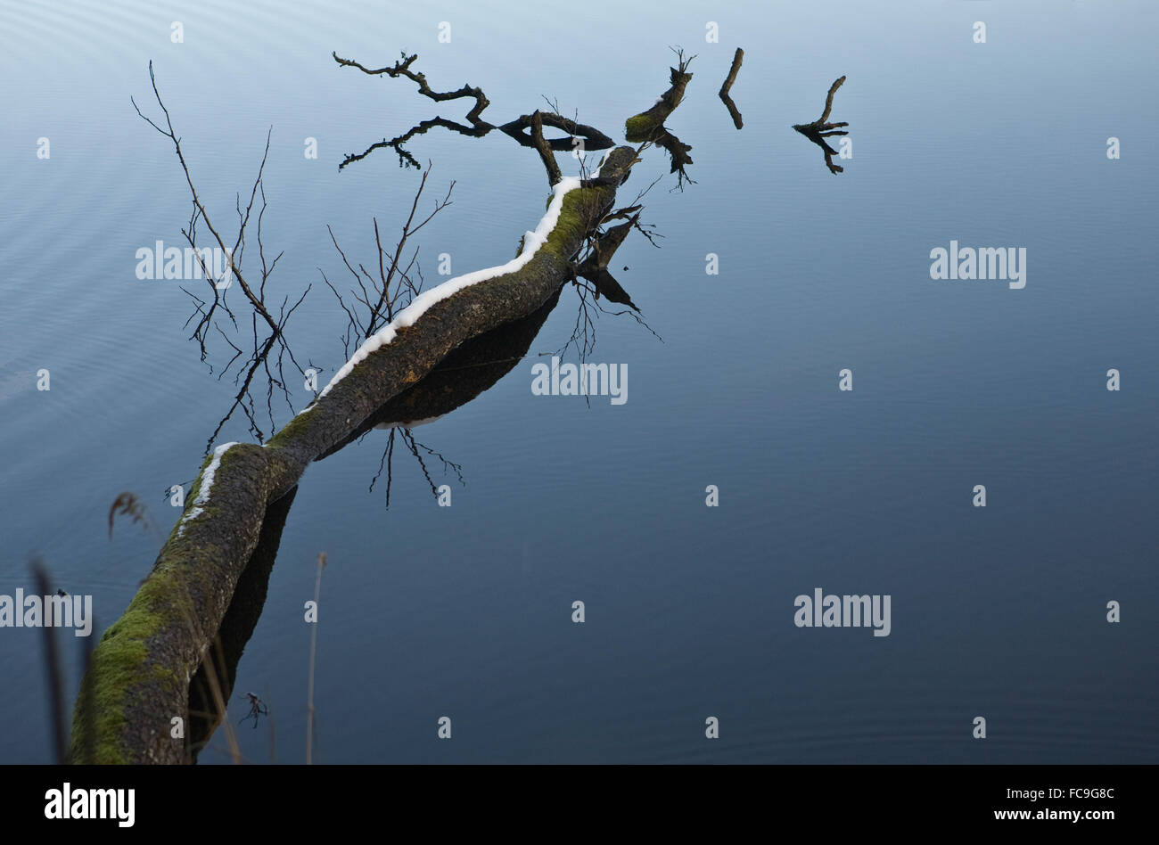 Dead submerged tree hi-res stock photography and images - Alamy