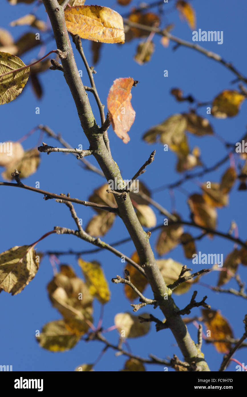 Apple-branch Stock Photo