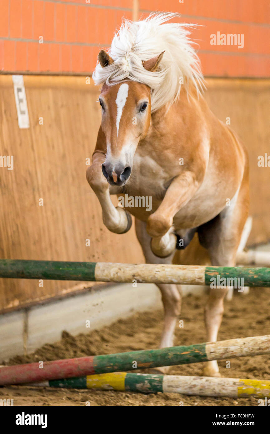 Horse loose jumping hires stock photography and images Alamy