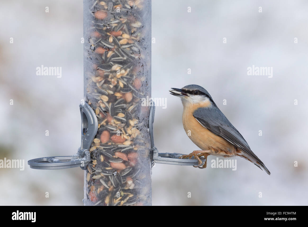 Nuthatch, bird's feeding, snow, Kleiber, Spechtmeise, Vogelfütterung, Winter, Schnee, Sitta europaea, Sittelle torchepot Stock Photo