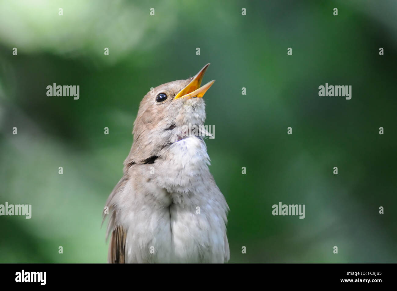 Nightingale hires stock photography and images Alamy