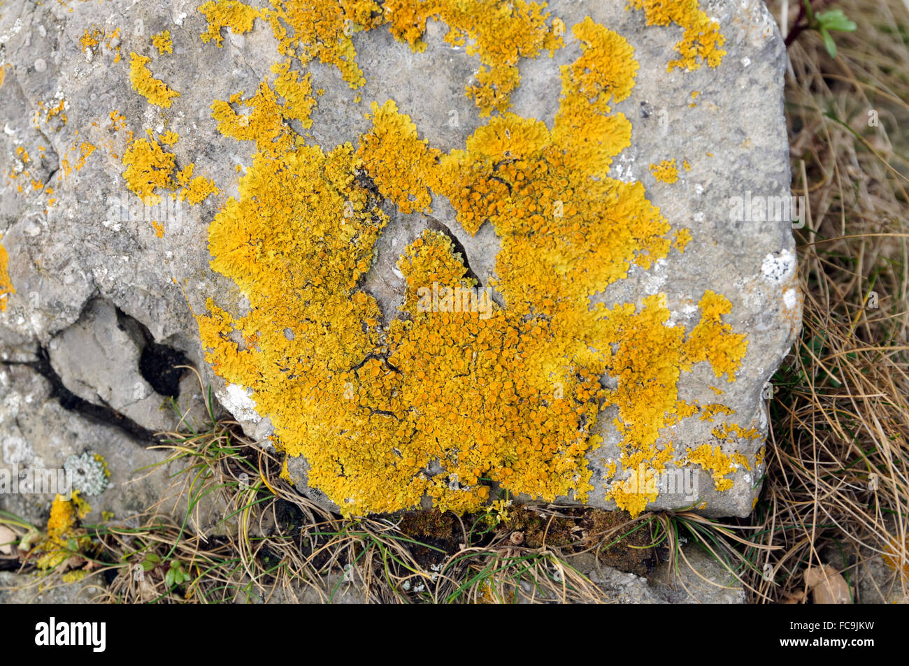 Crustose lichen on rock. Stock Photo