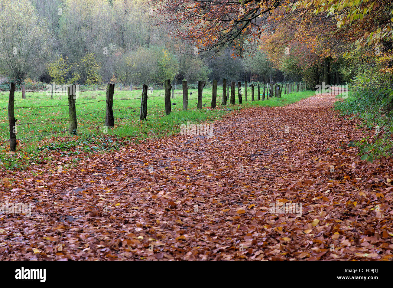 Beech forest and track in autumn Stock Photo