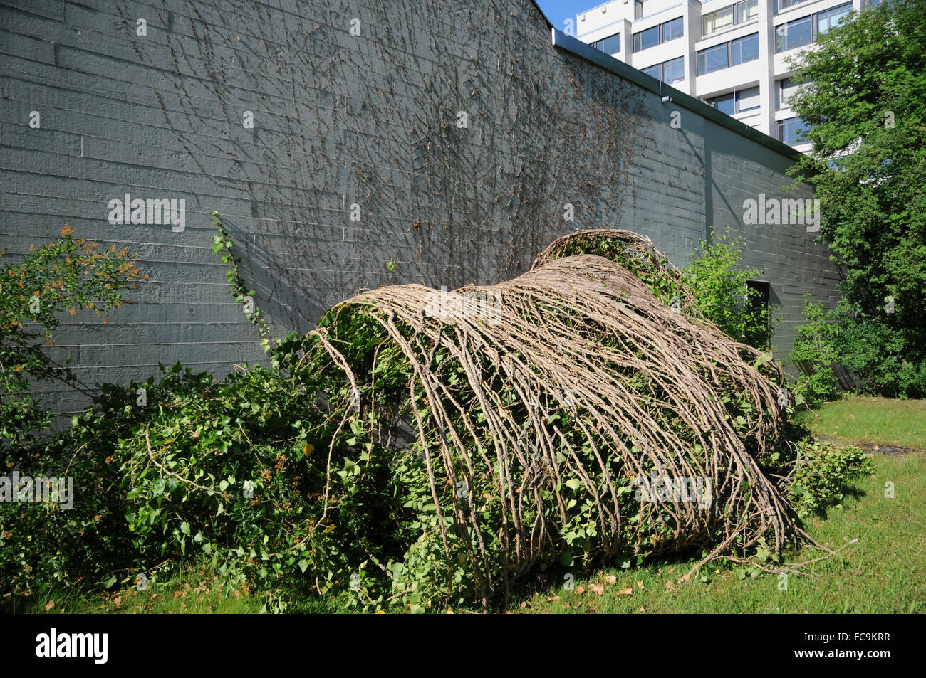 Ivy, fallen down Stock Photo