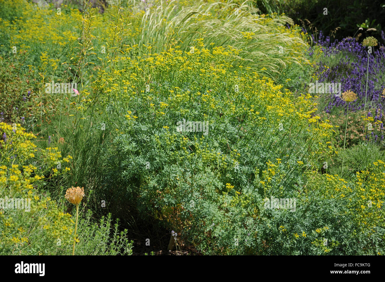 Common Rue Plants High Resolution Stock Photography and Images - Alamy