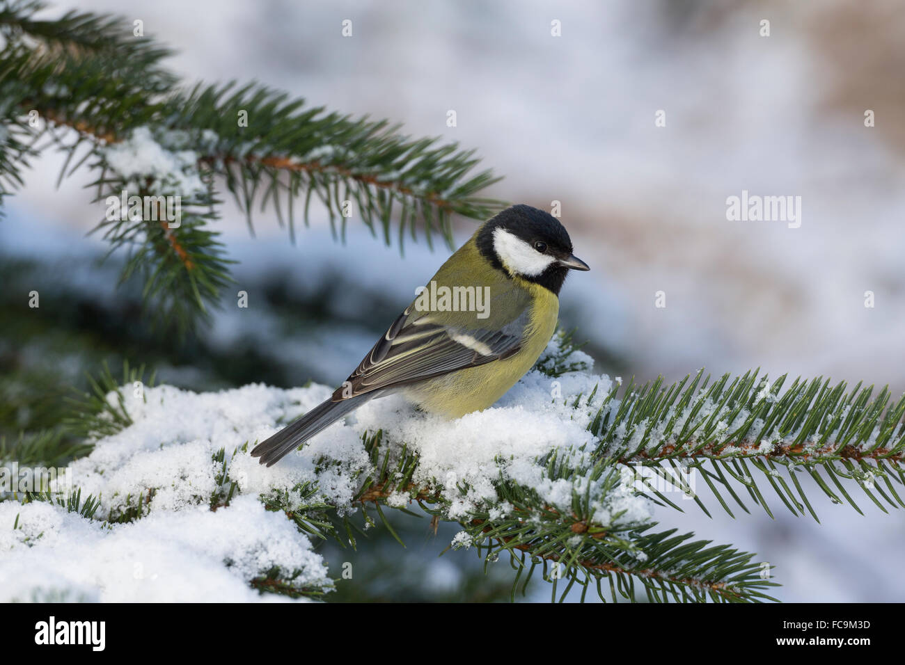 Great Tit Winter Snow Kohlmeise Schnee Winter Kohl Meise Meise Meisen Parus Major La Mesange Charbonniere Stock Photo Alamy