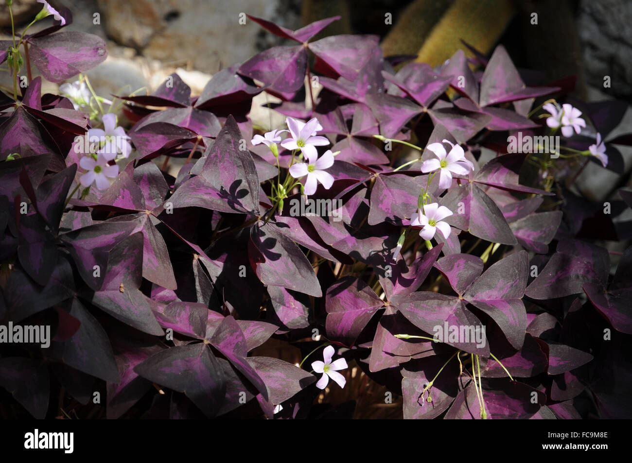 Purple shamrock plant Stock Photo