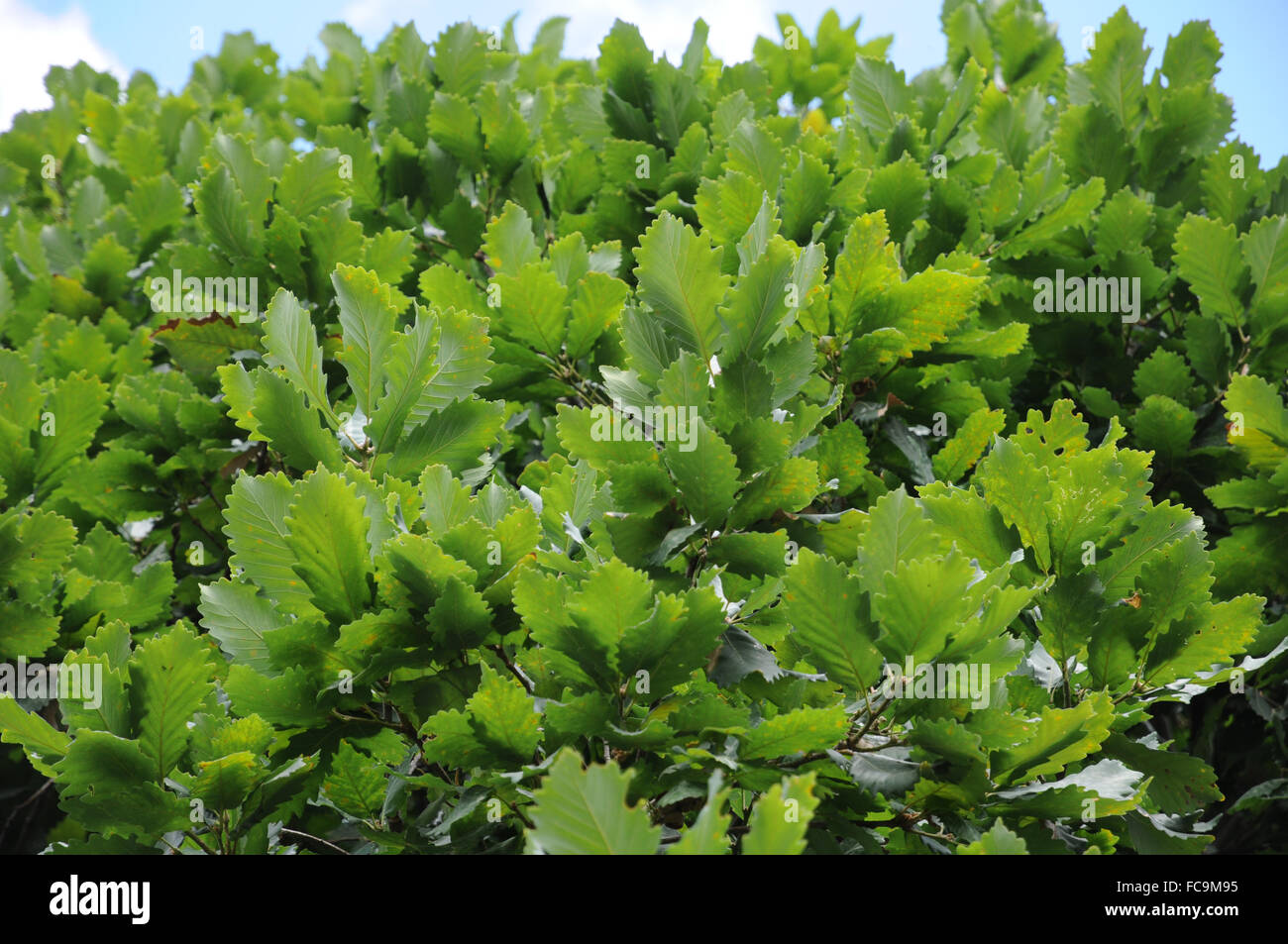 Algerian oak Stock Photo