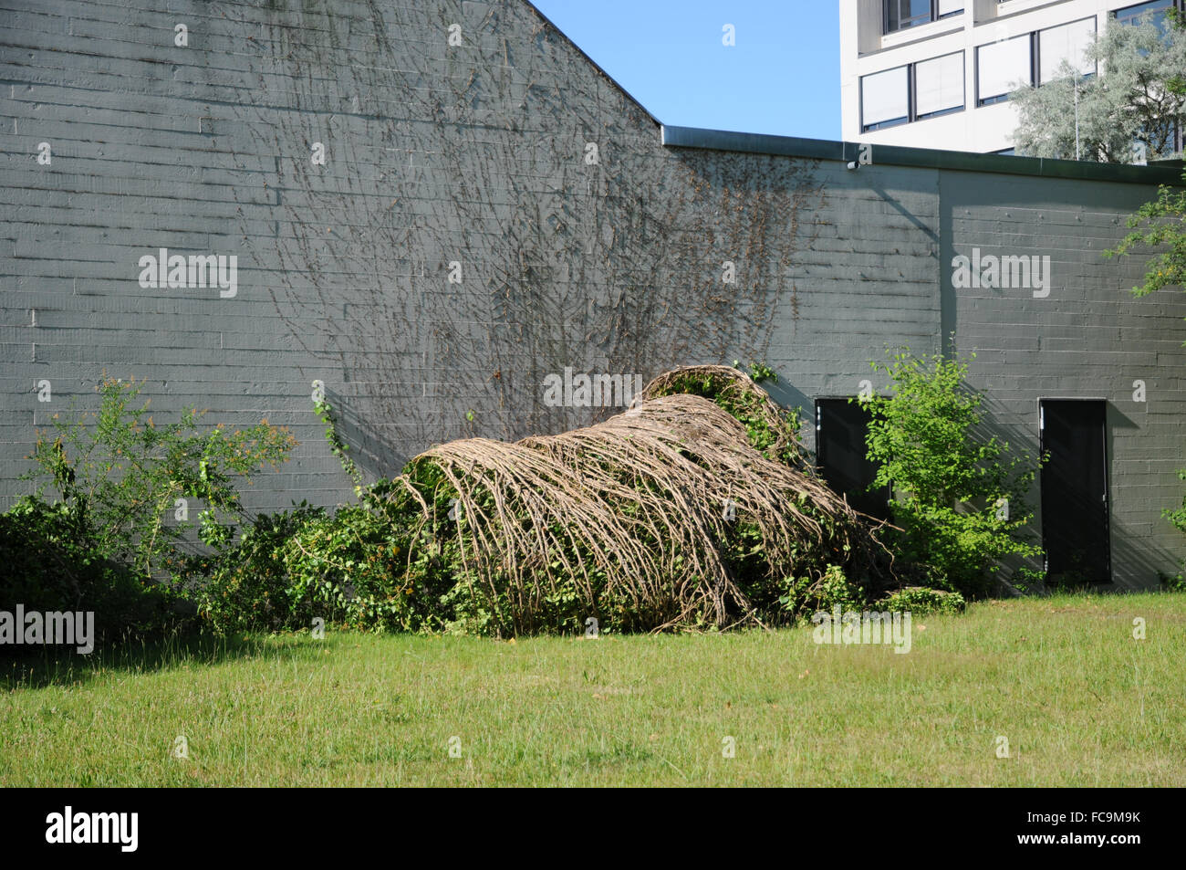 Ivy, fallen down Stock Photo