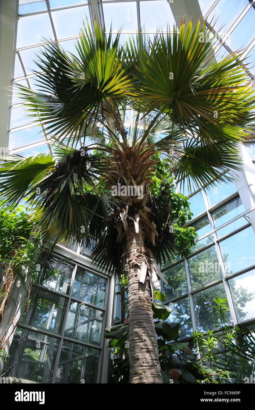 Cabbage palm hires stock photography and images Alamy