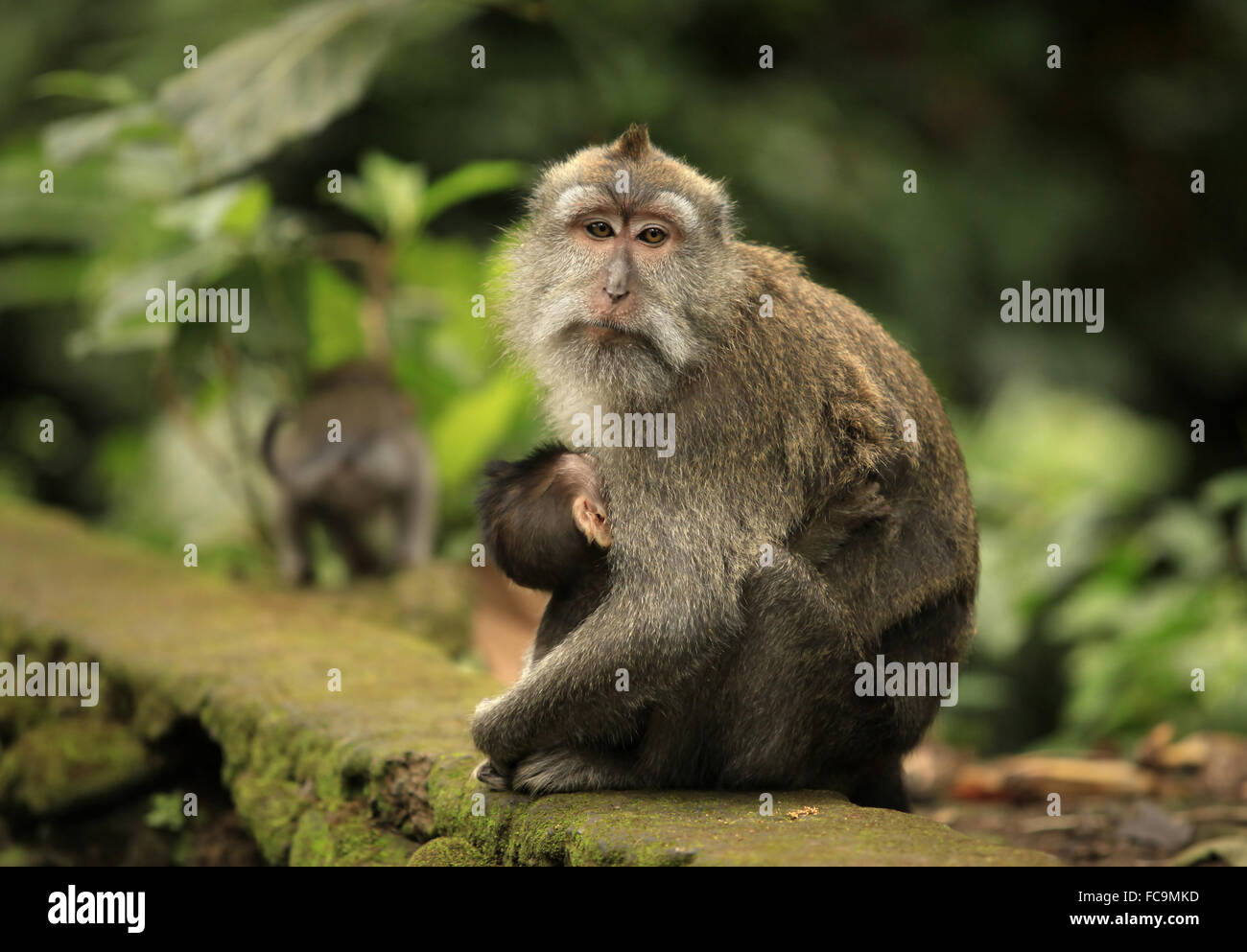 Family of monkeys Stock Photo - Alamy