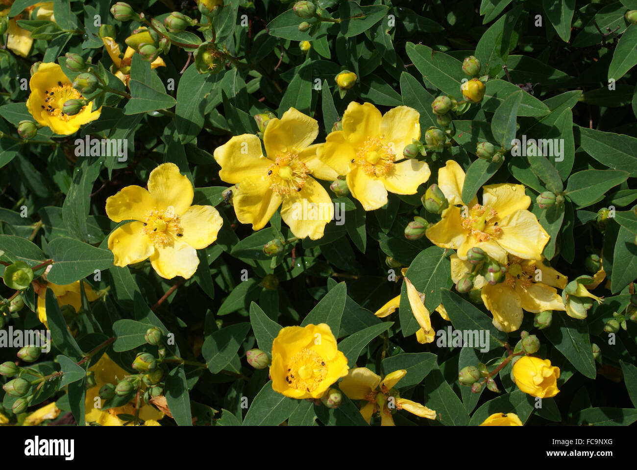 Spotted St. Johns wort Stock Photo