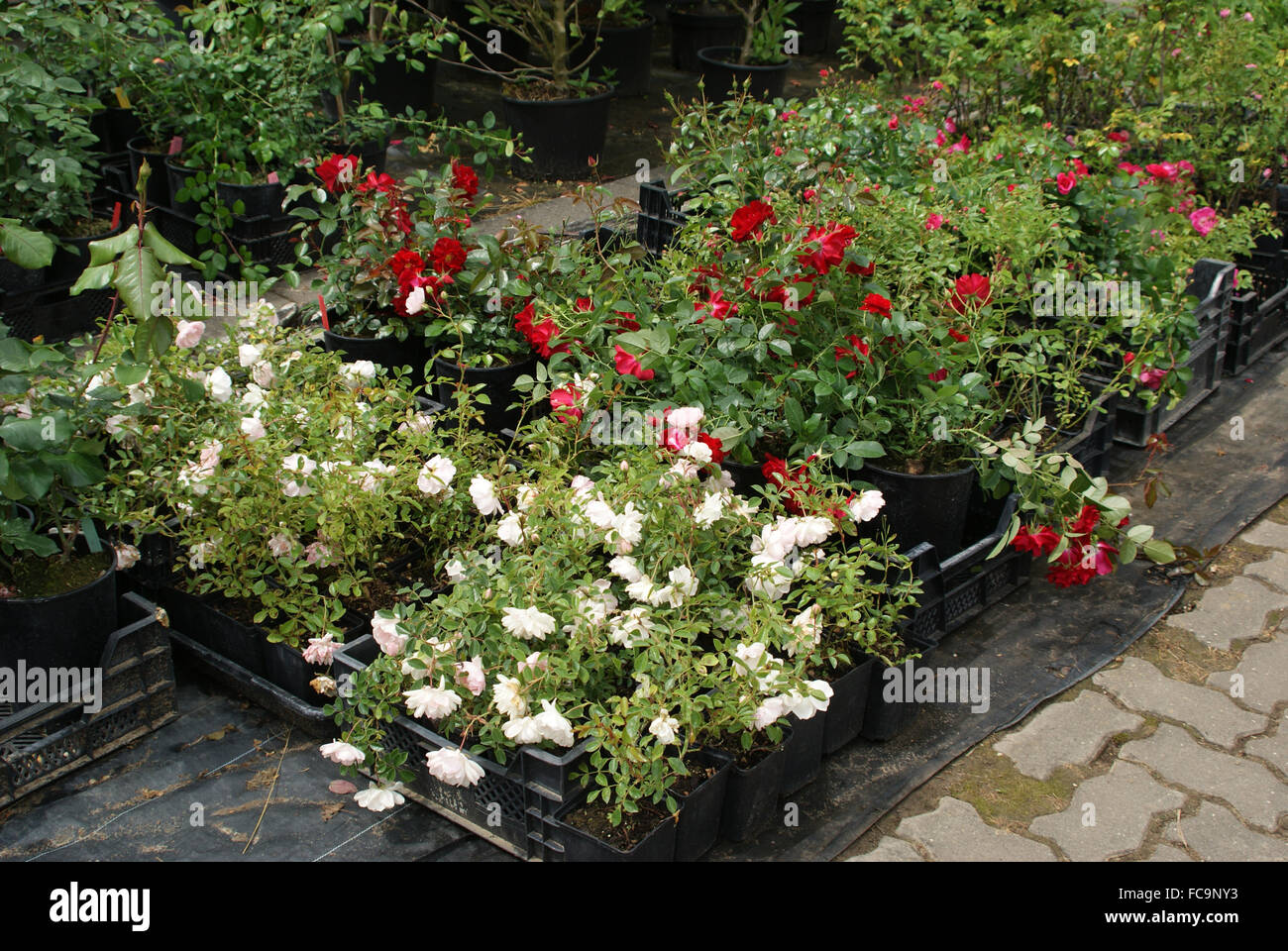 Ground cover roses hi-res stock photography and images - Alamy