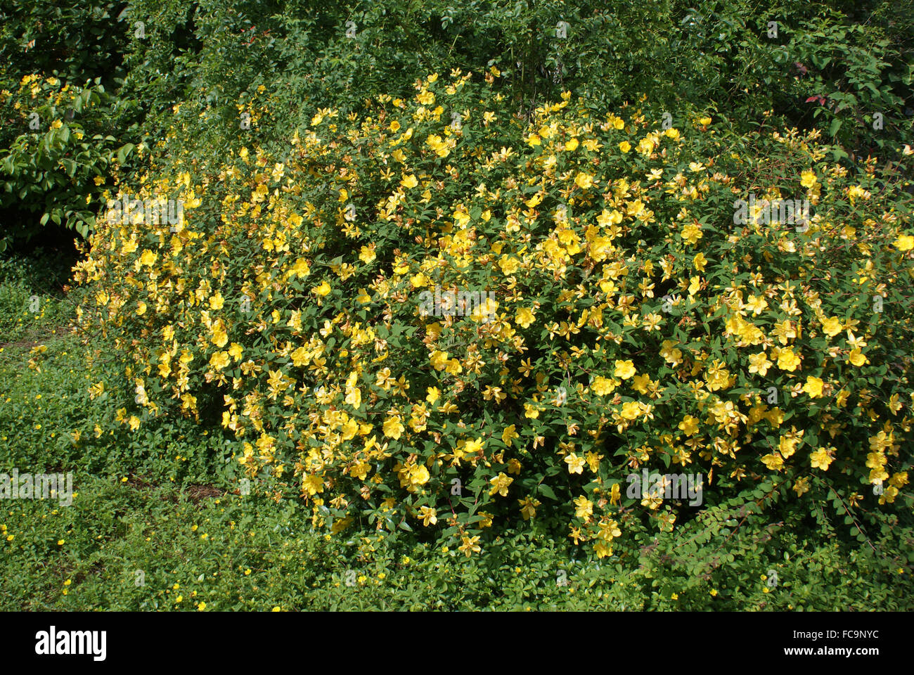 Spotted St. Johns wort Stock Photo