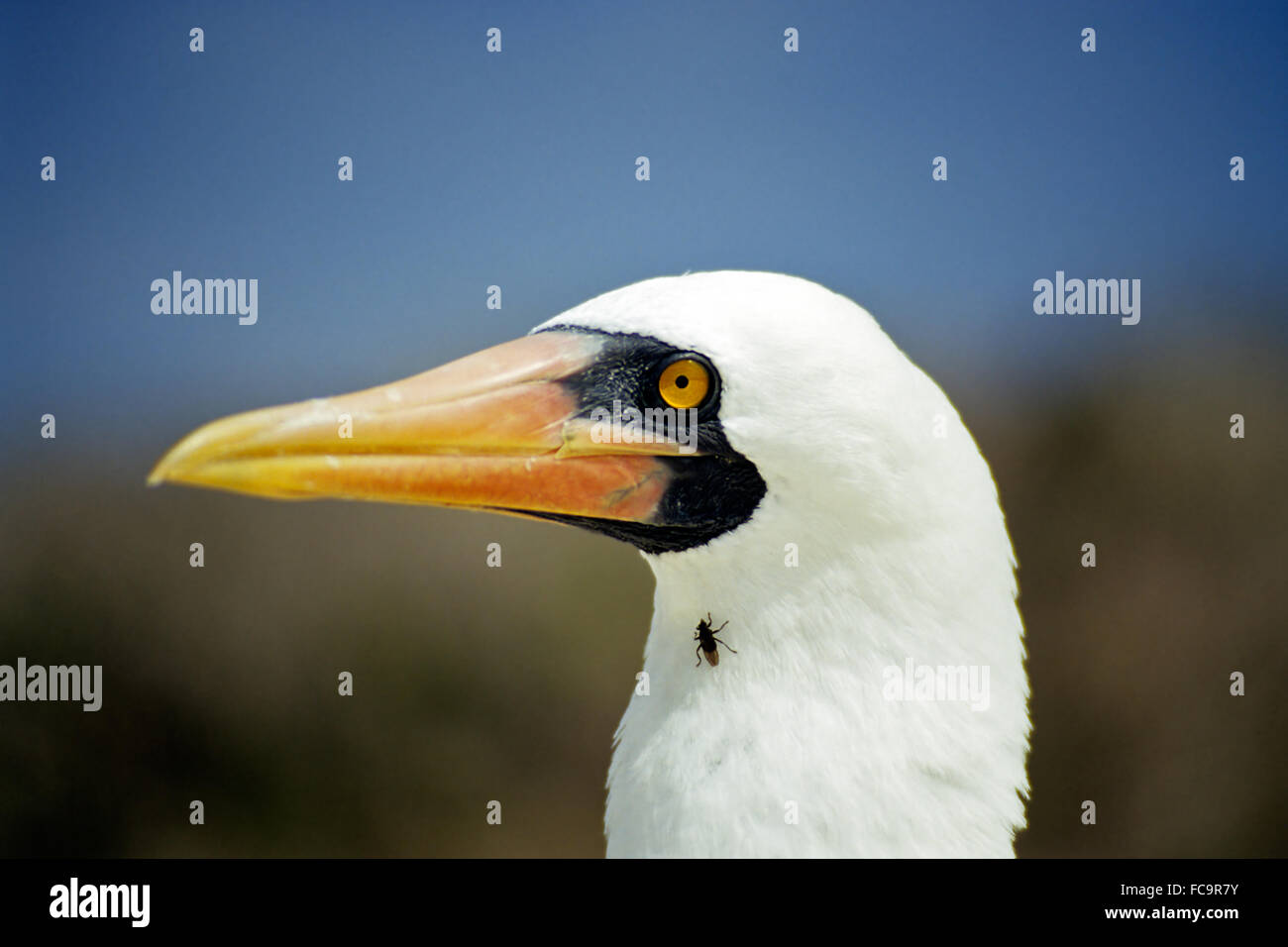 The bird of the world wears fly Stock Photo