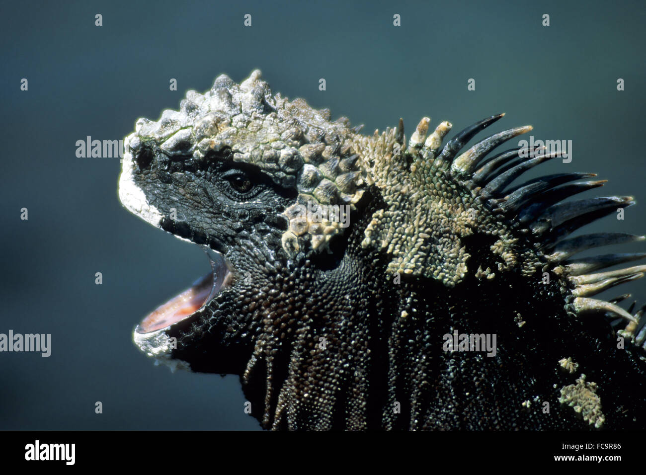 Marine iguana Stock Photo