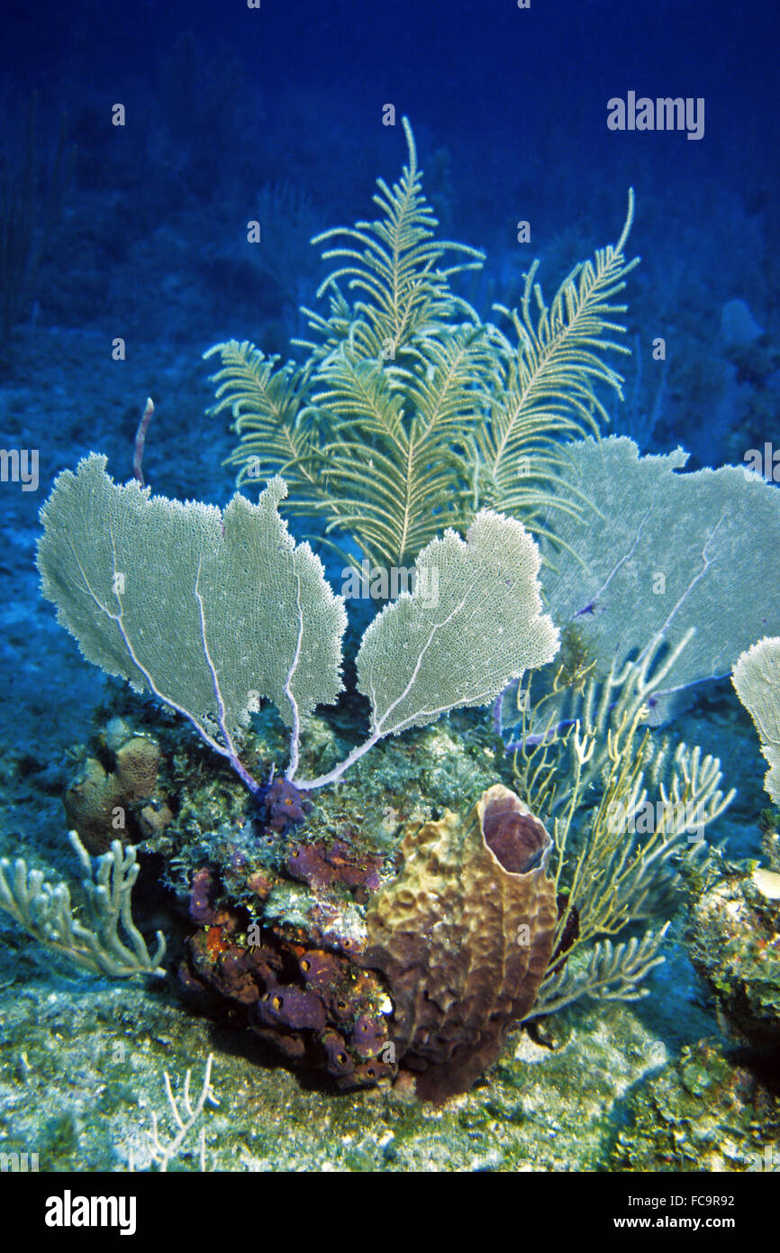 Coral Fleckriff Stock Photo