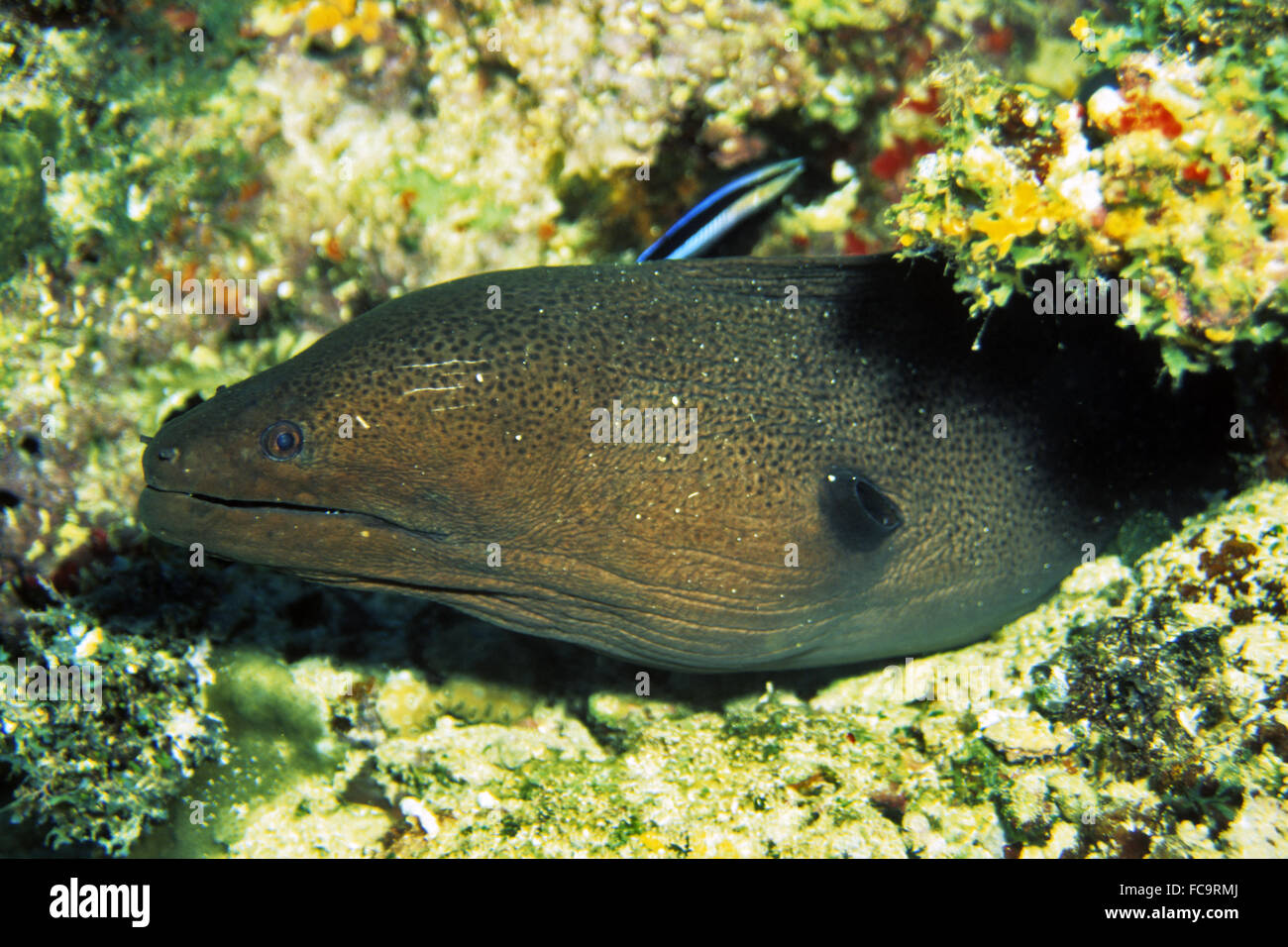 Moray Eel Conger High Resolution Stock Photography and Images Alamy