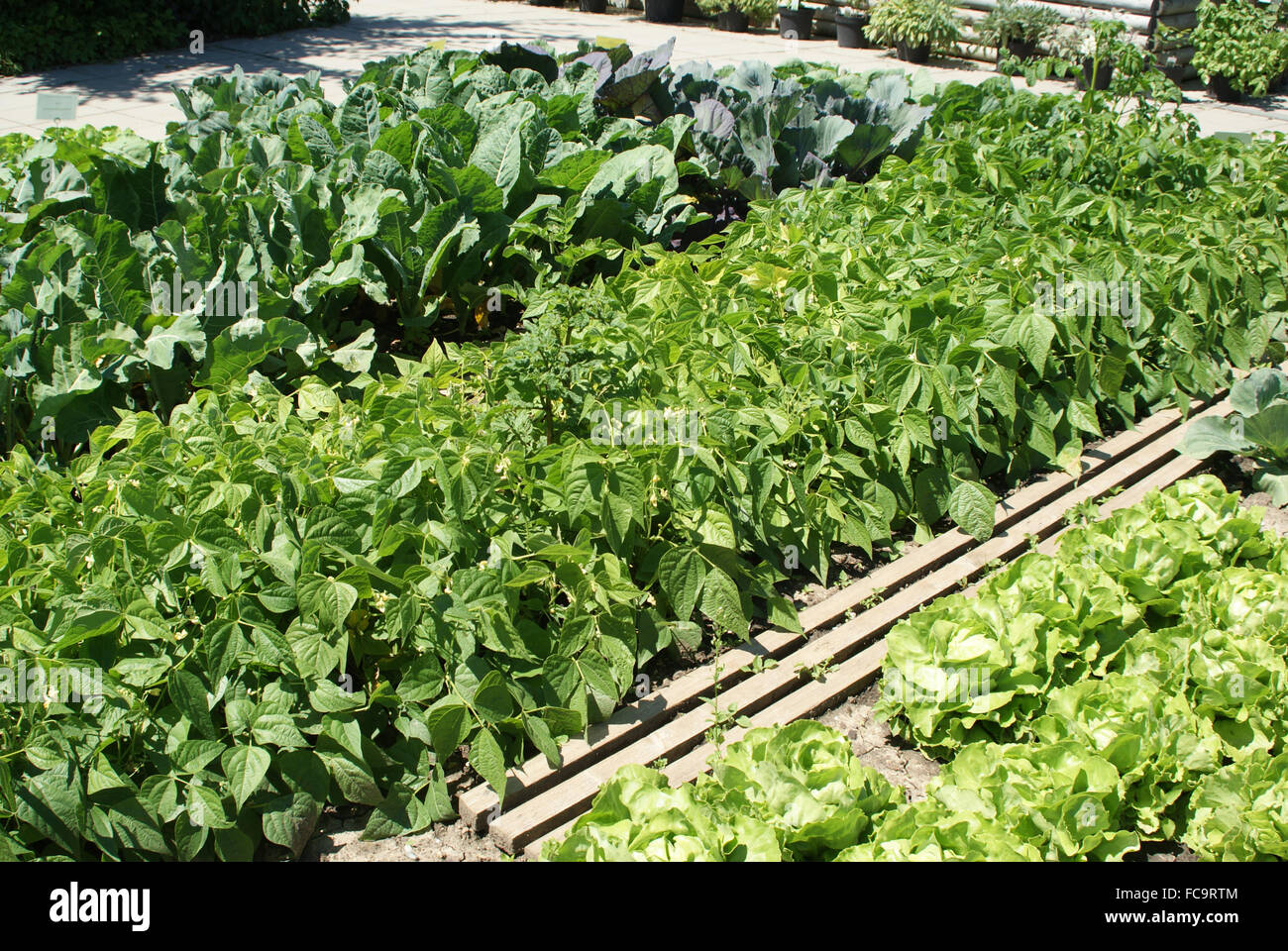 Bean hi-res stock photography and images - Alamy