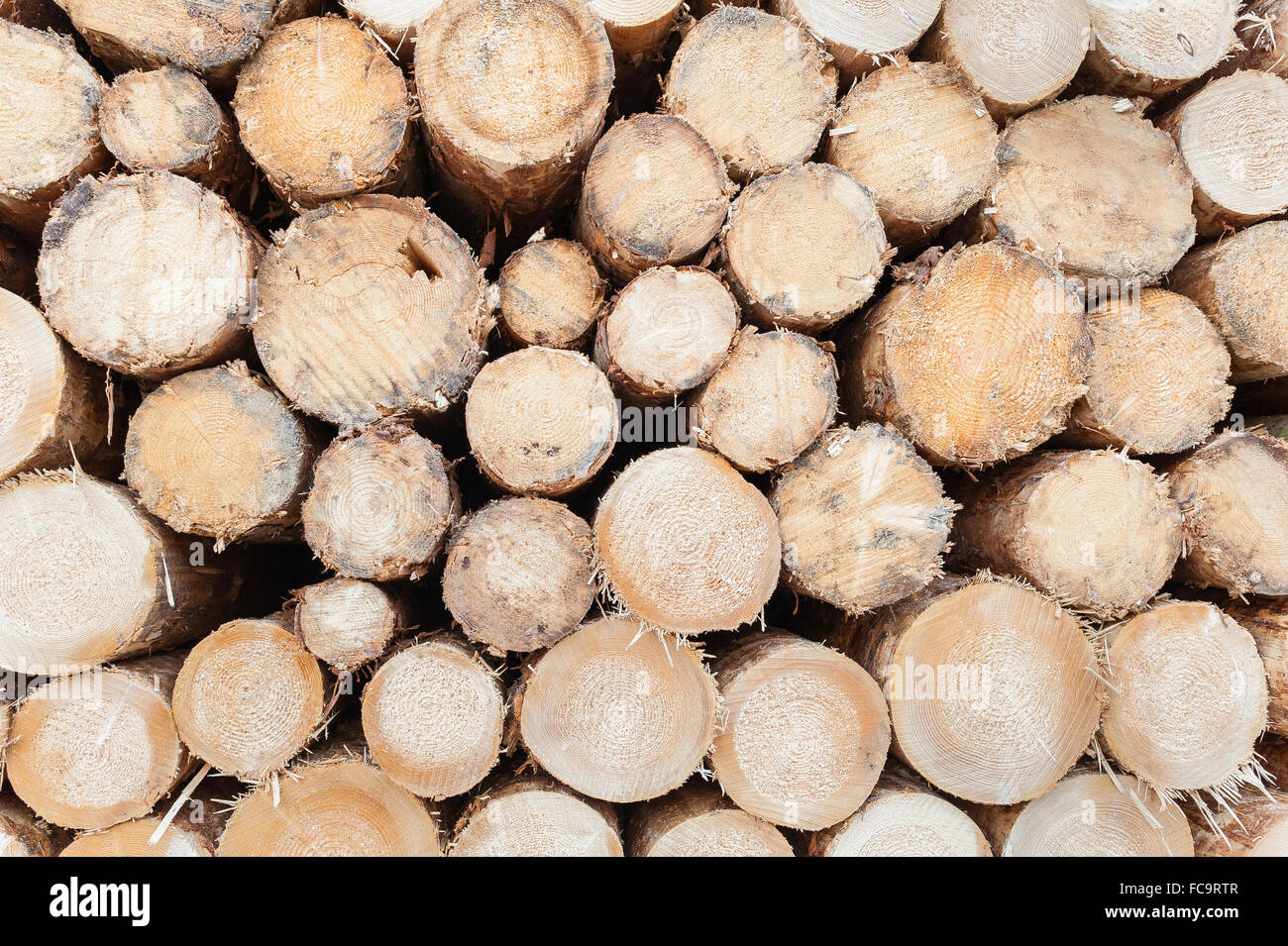A pile of logs stacked pine logs. Stock Photo