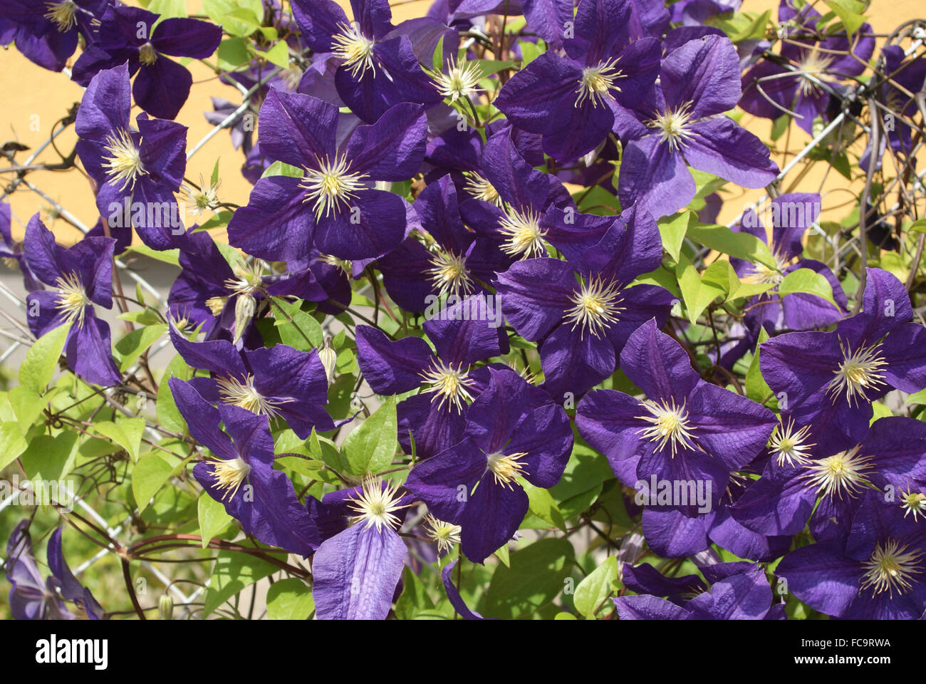 Jackmanii clematis hires stock photography and images Alamy