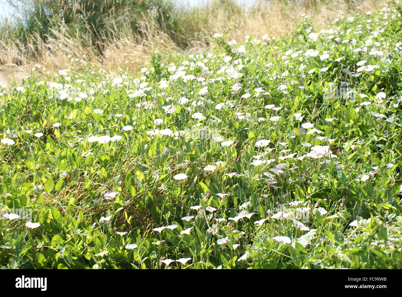 Bindweed hedge hi-res stock photography and images - Alamy