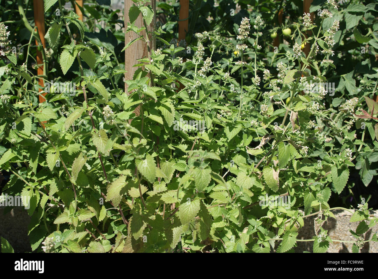 Catmint Stock Photo